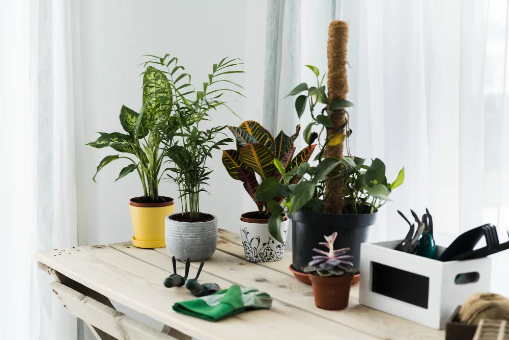 How to Choose the Right Plant for Your Space