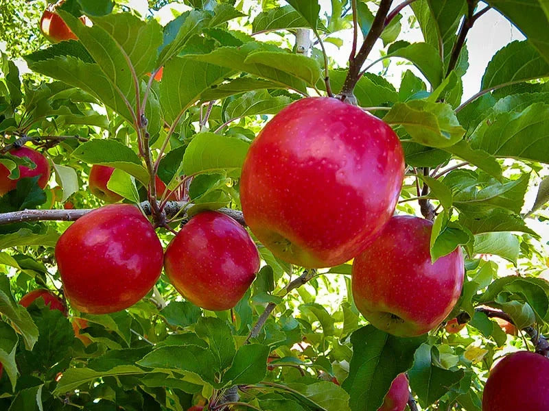 Beginner's Guide to Fruit Trees: What to Plant First (and Get Fruit FAST!)