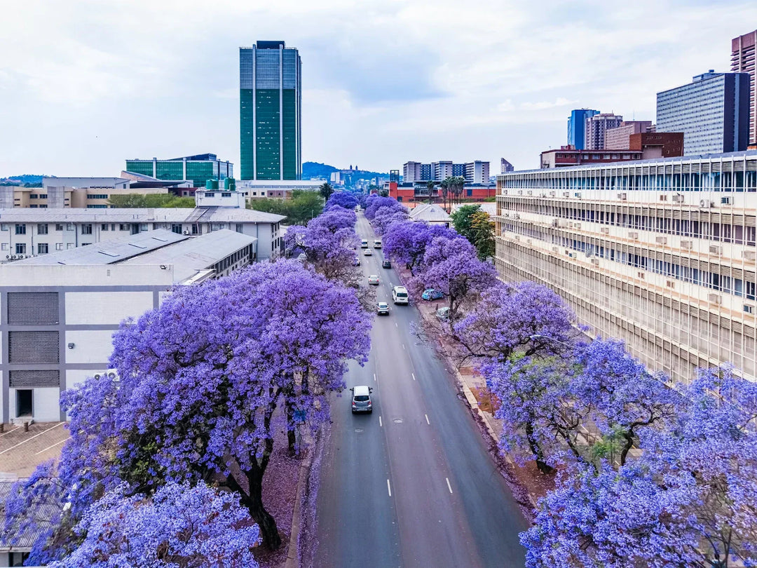 Fast-Growing Privacy Plants