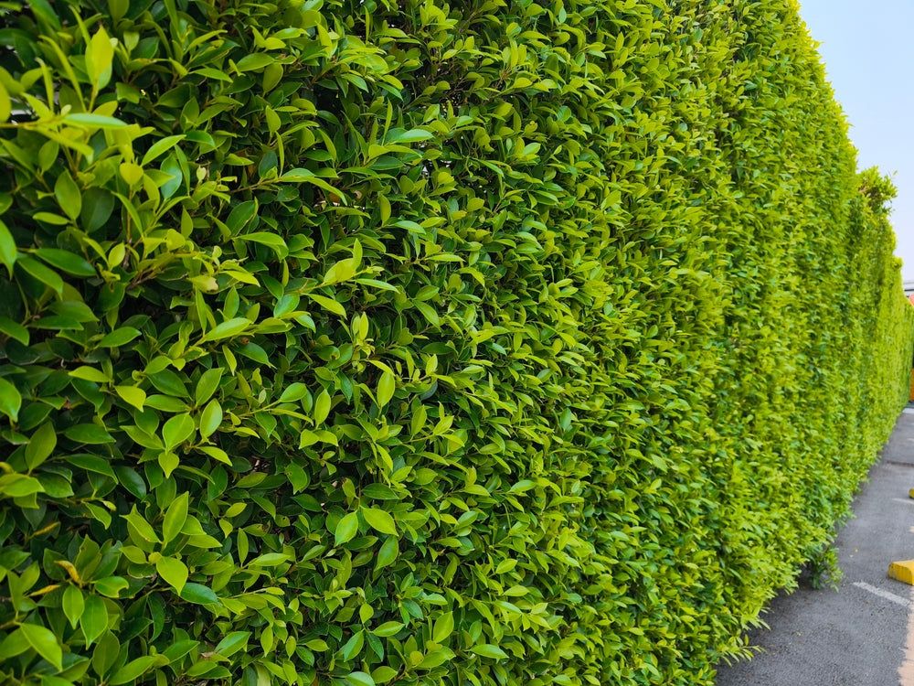 Privacy Hedges
