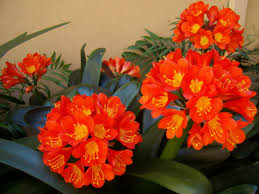 Perennials