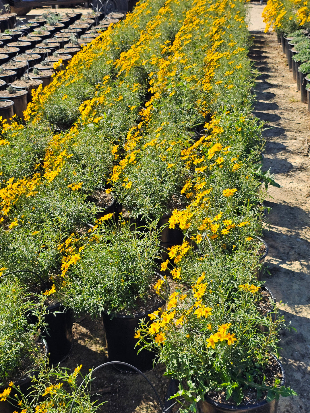 Mexican Marigold - 5 Gallon