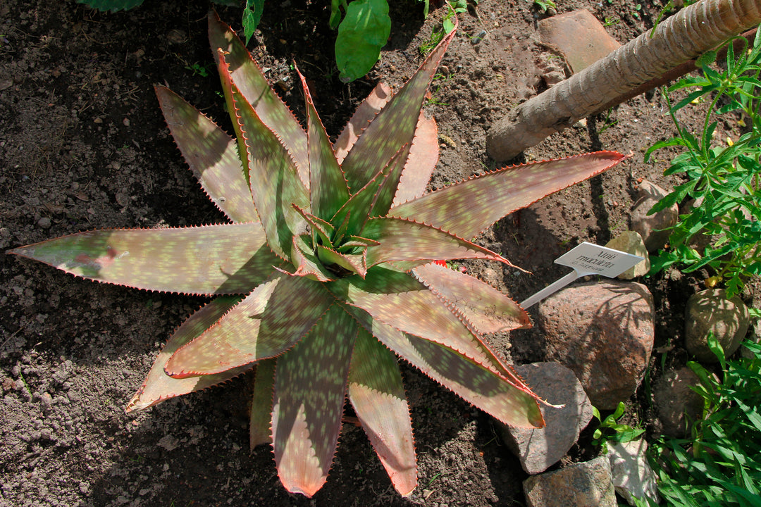 soap aloe vera plant Soap Aloe
