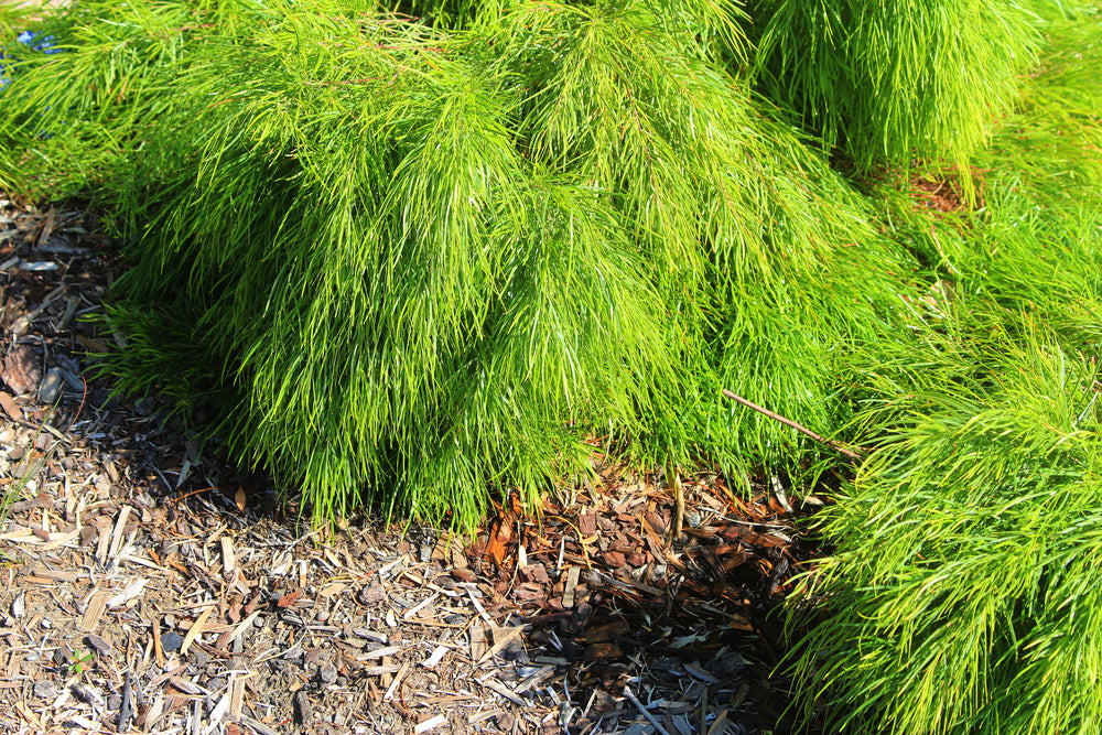 Acacia Cousin Itt - Thumbnail 2