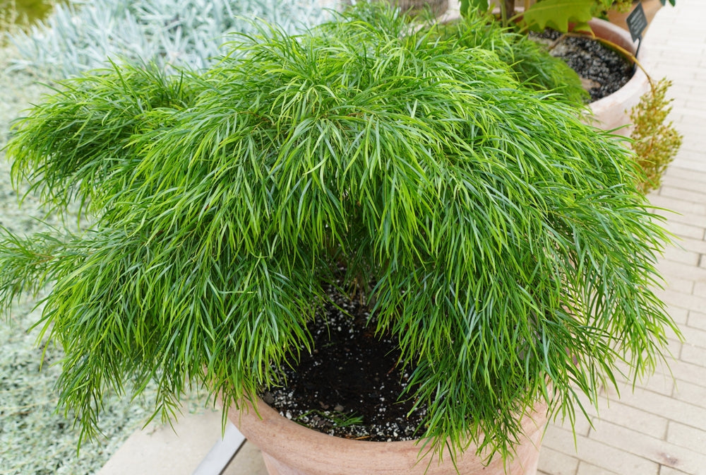 Acacia Cousin Itt