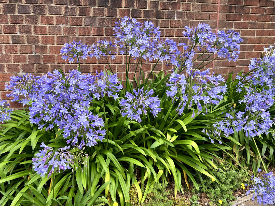 Agapanthus Blue Lily of the Nile