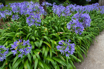 Agapanthus Blue Lilyofthe Nile Plant
