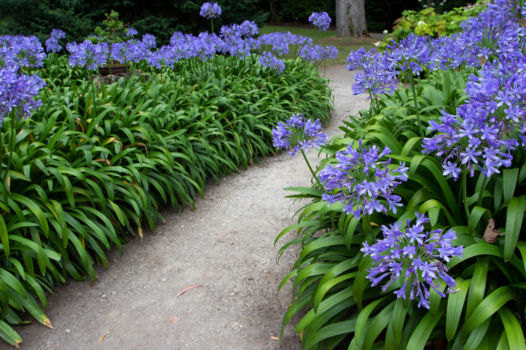 Agapanthus Blue Lily of the Nile
