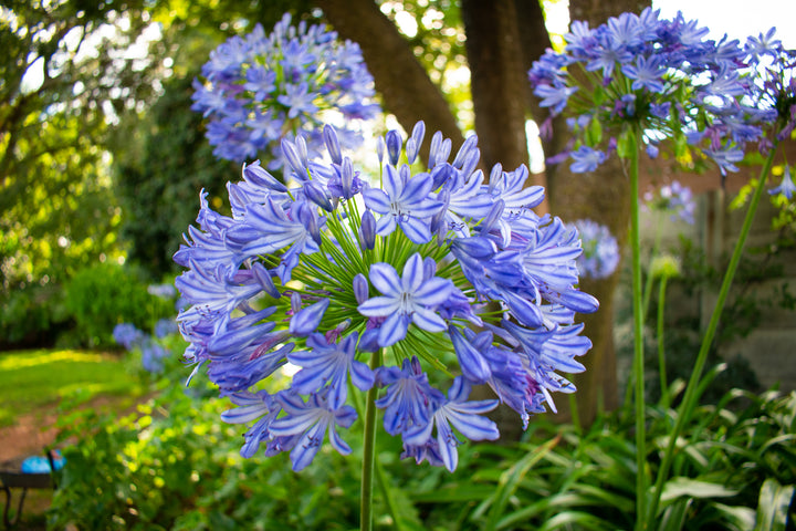Agapanthus Blue Lily of the Nile