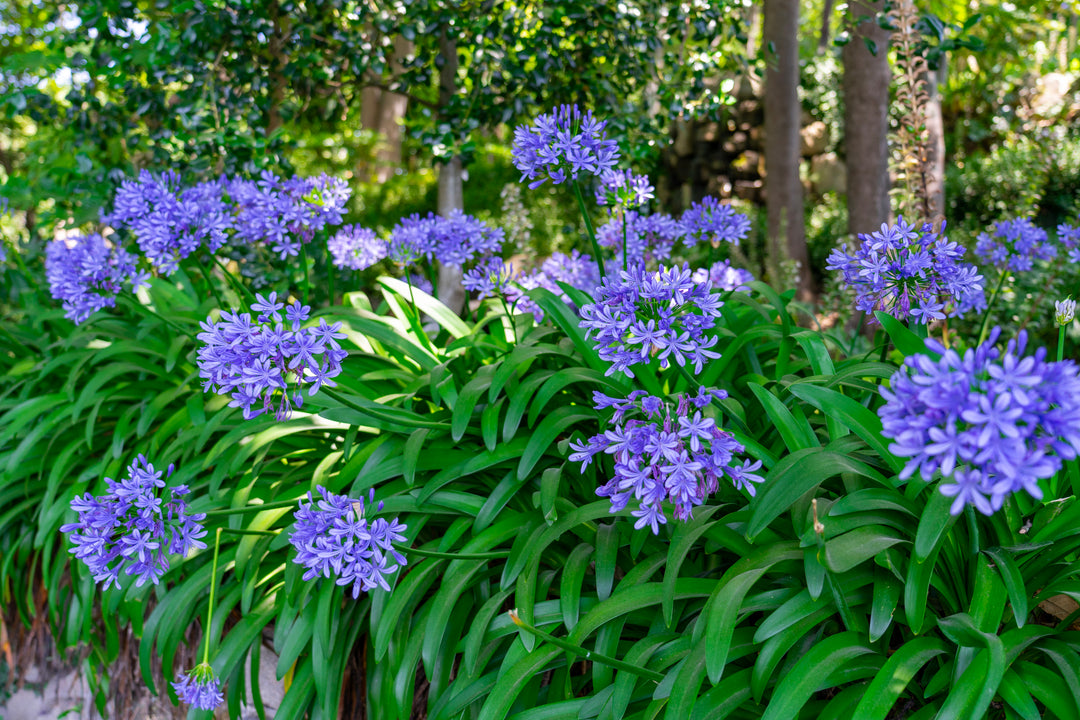 lily of the nile flower care Agapanthus africanus (A. orientalis) Blue Lily of the Nile - 5 Gallon