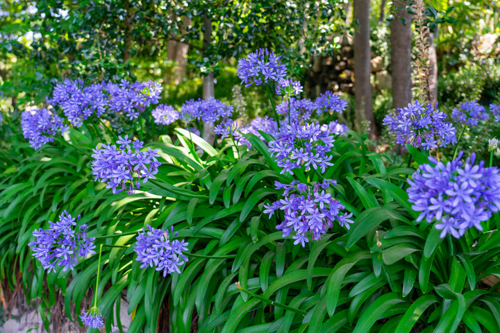 Agapanthus Blue Lily of the Nile