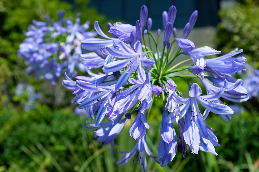 Agapanthus Blue Lily of the Nile