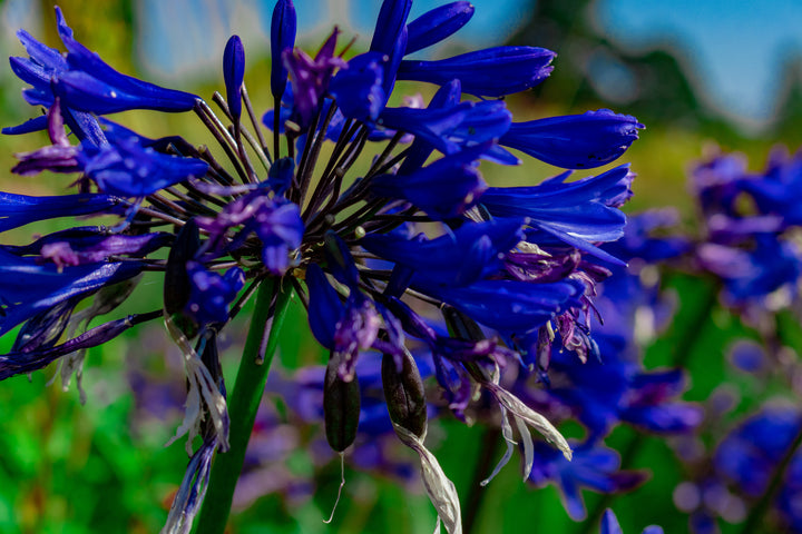 Agapanthus Storm Cloud