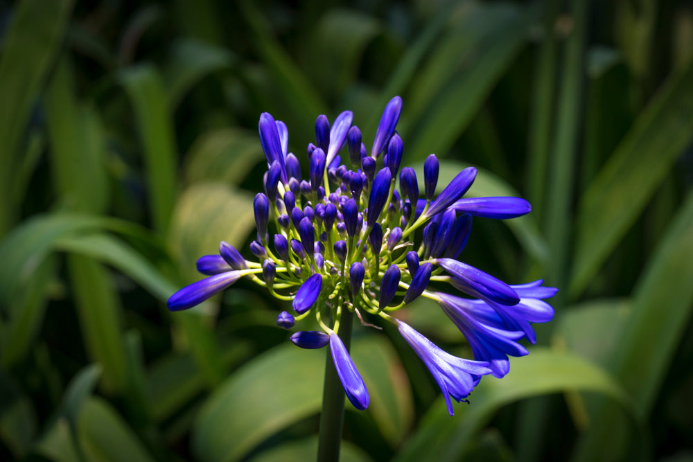 Agapanthus Storm Cloud