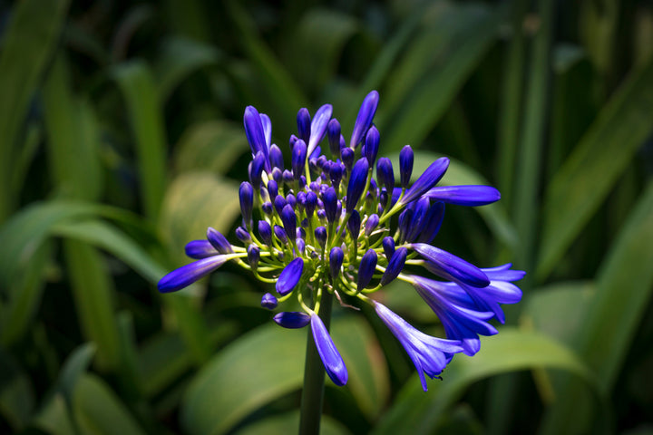 Agapanthus Storm Cloud