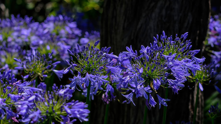 Agapanthus Storm Cloud
