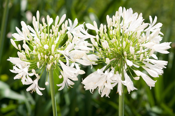 Agapanthus White Lily of the Nile