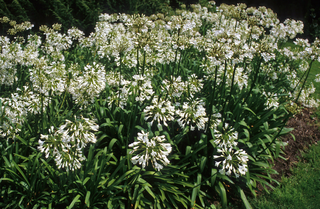 lily of the nile white Agapanthus africanus 'Albus' White Lily of the Nile - 5 Gallon
