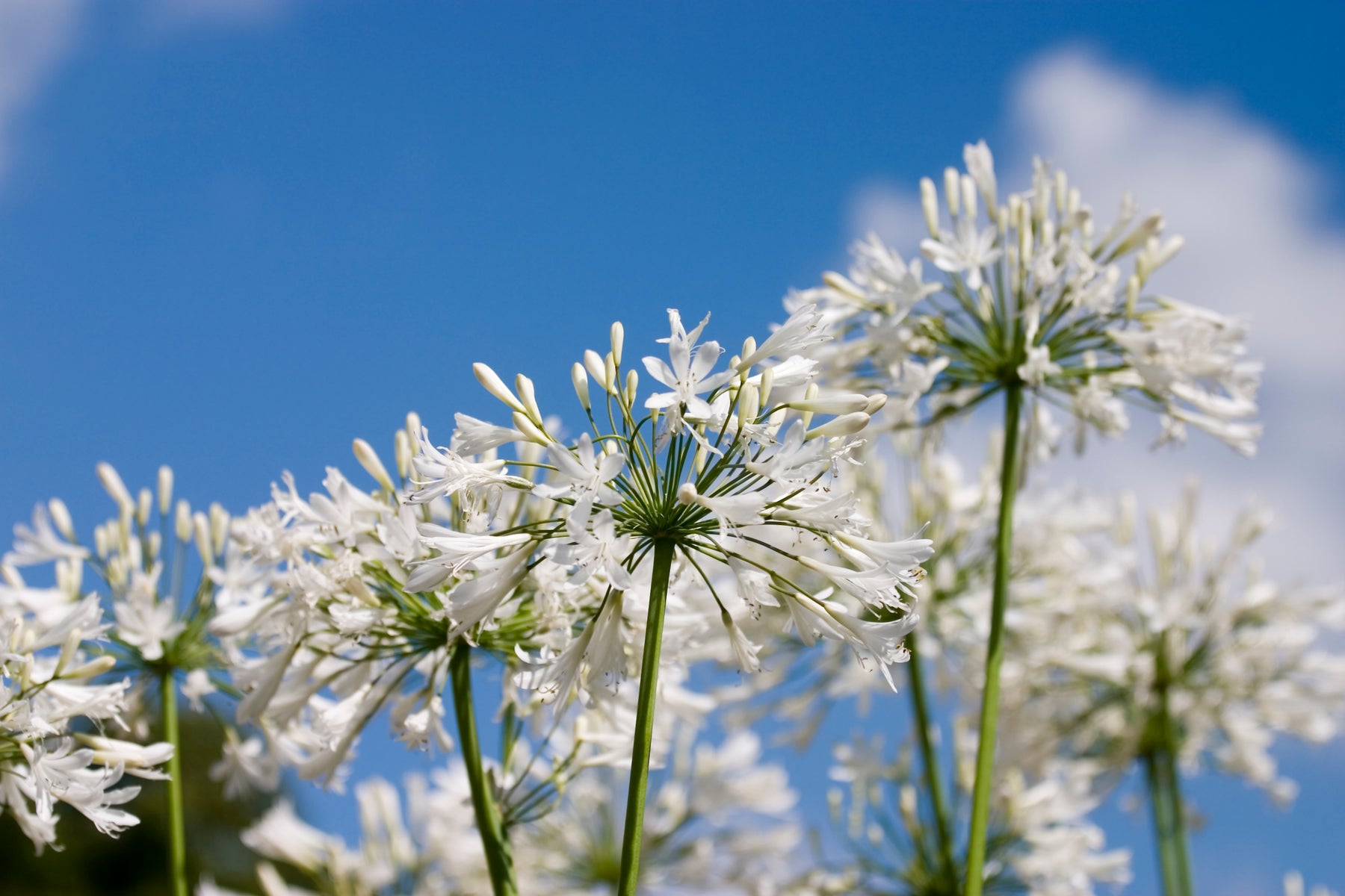agapanthus lily of the nile white Agapanthus africanus 'Albus' White Lily of the Nile - 5 Gallon