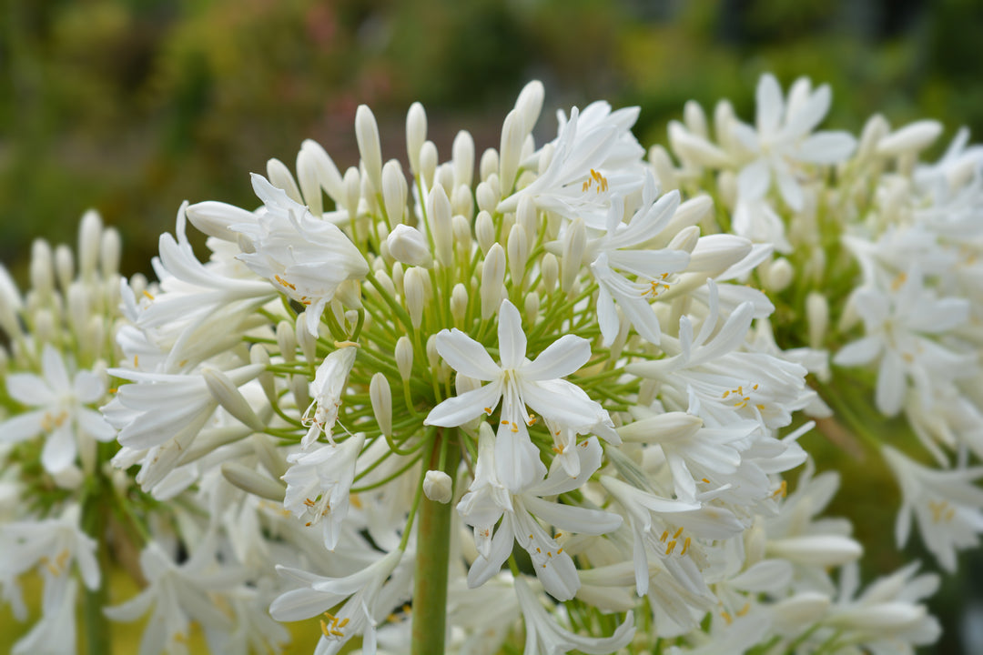Agapanthus White Lily of the Nile