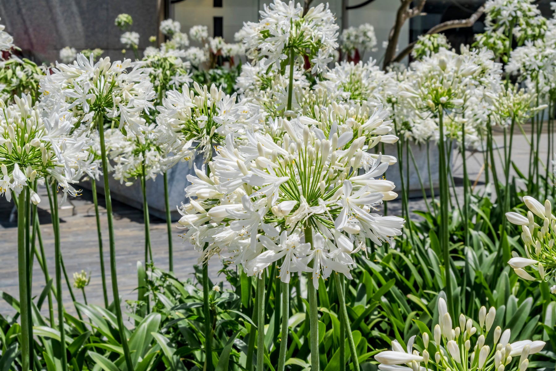 lily of the nile white Agapanthus africanus 'Albus' White Lily of the Nile - 5 Gallon
