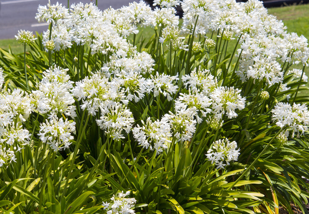 lily of the nile white Agapanthus africanus 'Albus' White Lily of the Nile - 5 Gallon