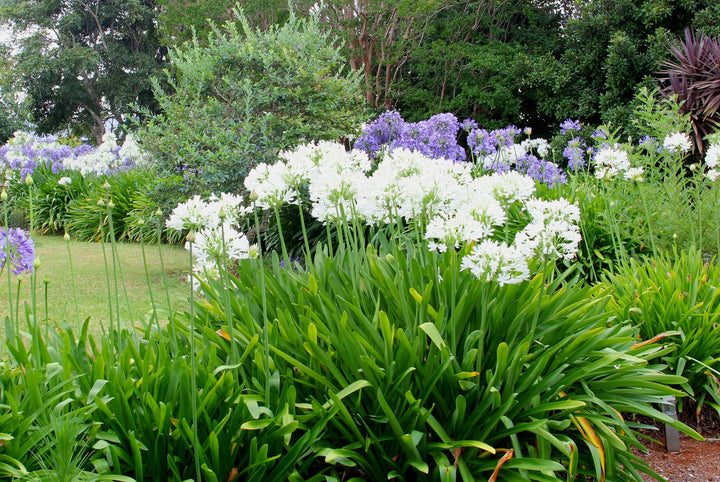 Agapanthus White Lily of the Nile