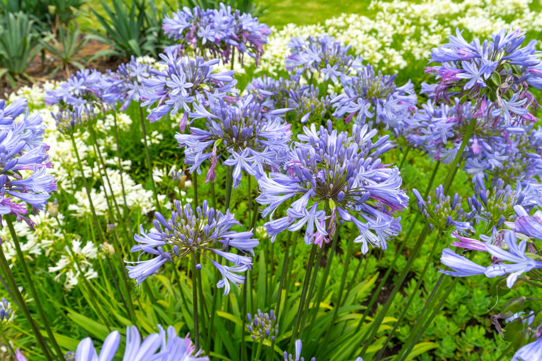 purple blue lily flower Agapanthus africanus (A. orientalis) Blue Lily of the Nile - 5 Gallon