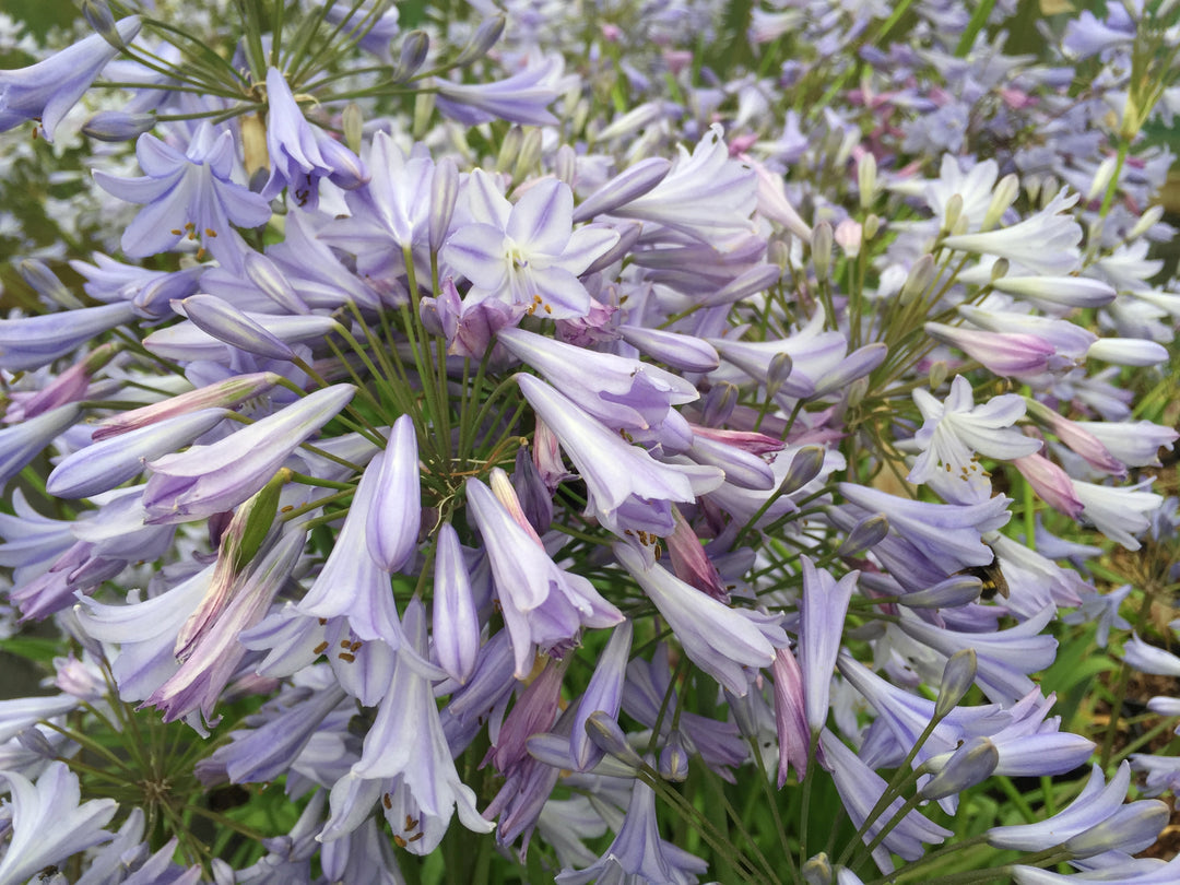 peter pan lavender plants Dwarf Blue Lily of the Nile Flower Shrub