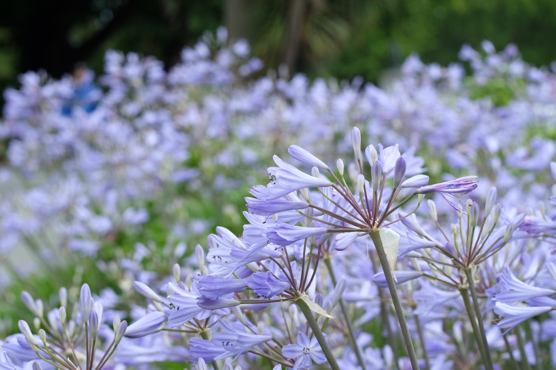 peter pan lavender plants Dwarf Blue Lily of the Nile Flower Shrub