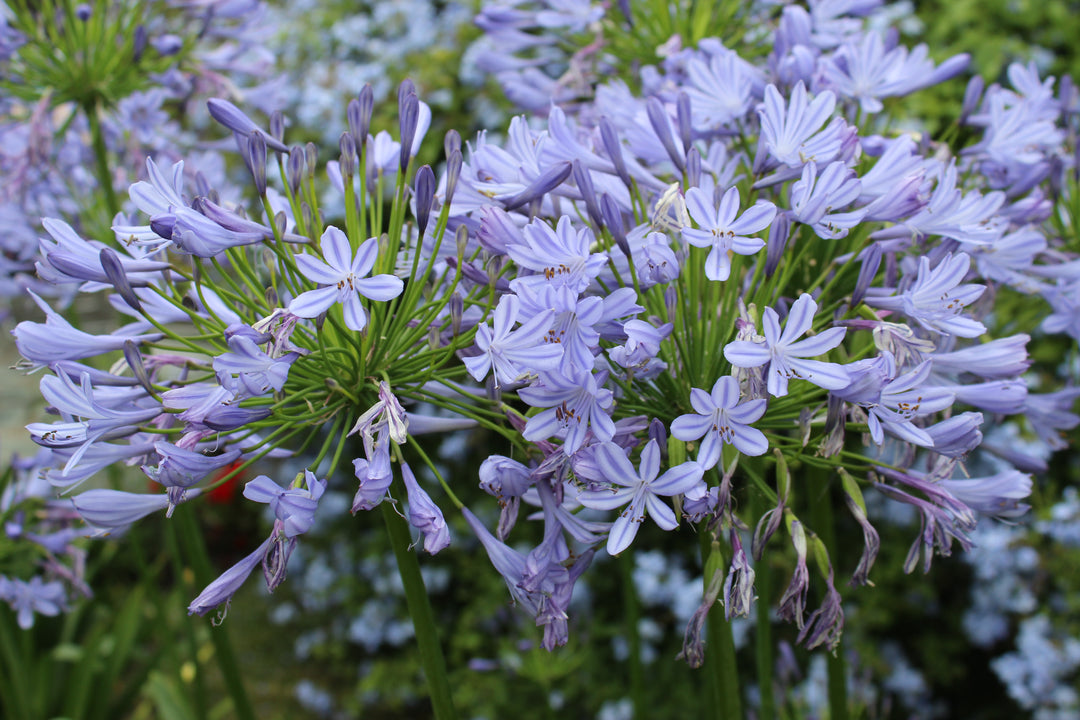 peter pan lavender plants Dwarf Blue Lily of the Nile Flower Shrub