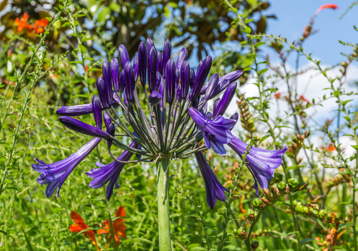 Agapanthus Storm Cloud