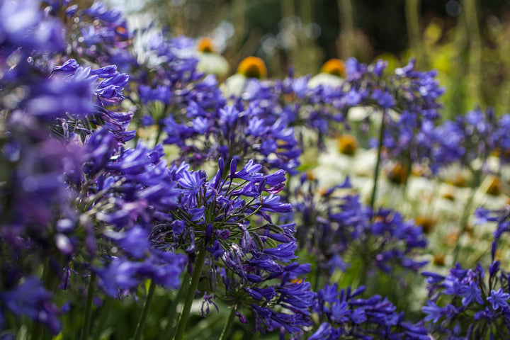 Agapanthus Storm Cloud