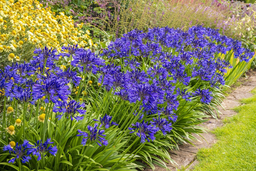 Agapanthus Storm Cloud