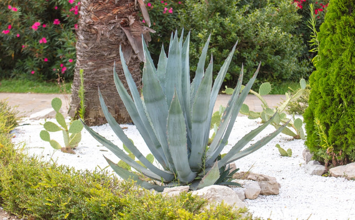 Agave americana