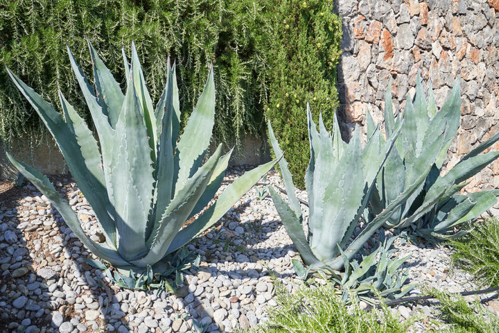 Agave americana
