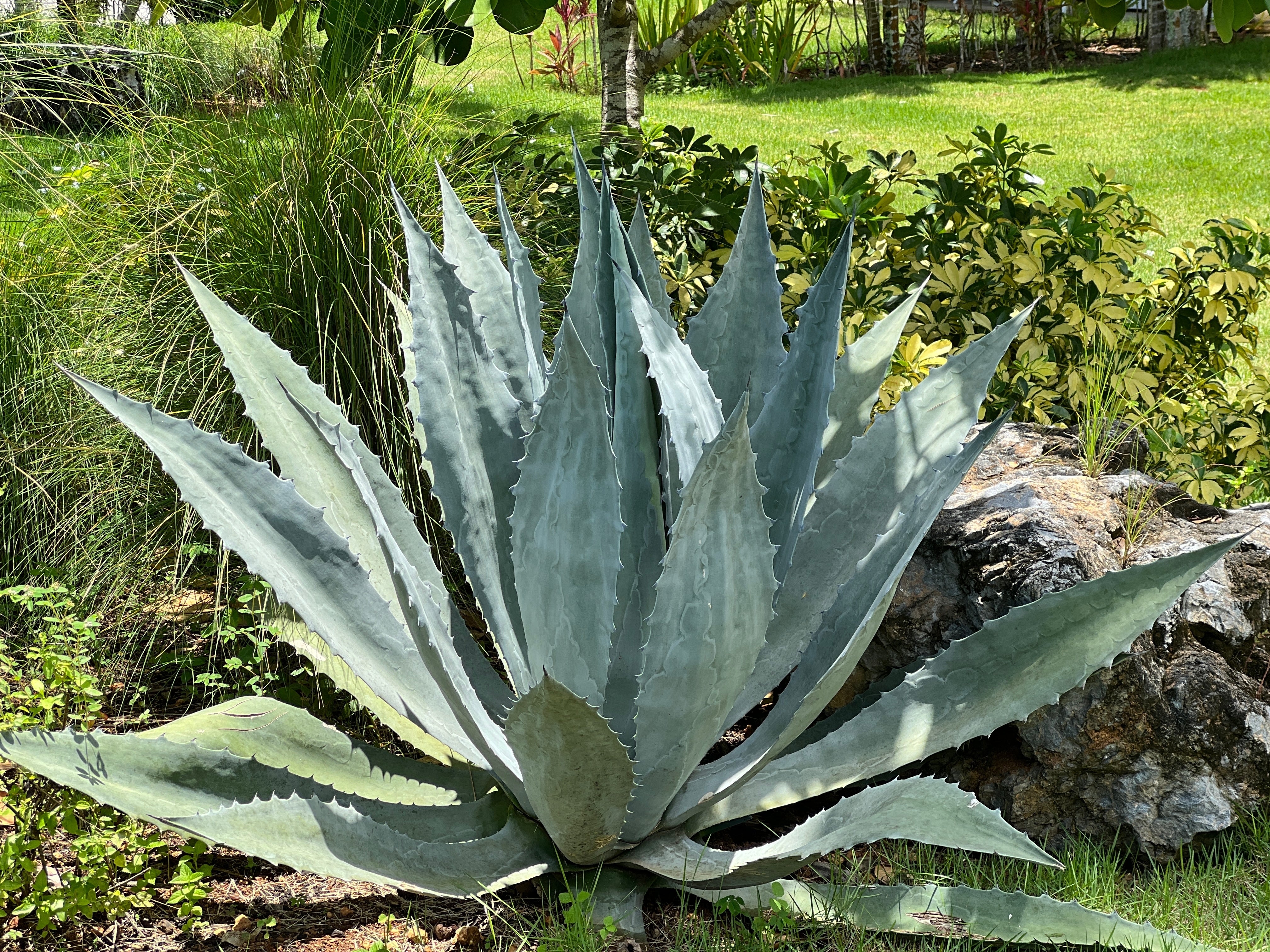 Agave Americana Century Plant - 5, 15 and 24 Gallon Box – Plant