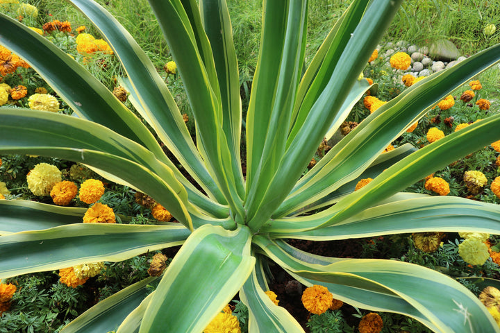 Variegated Smooth Agave