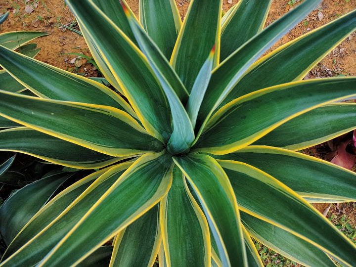 Variegated Smooth Agave