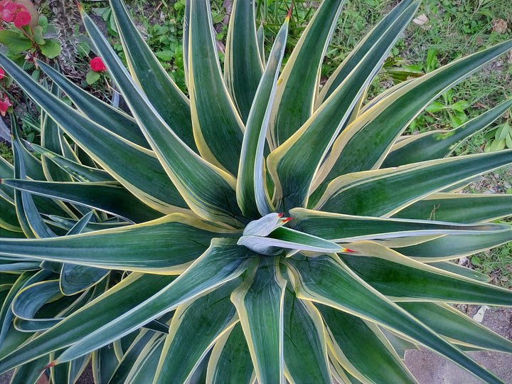 Variegated Smooth Agave