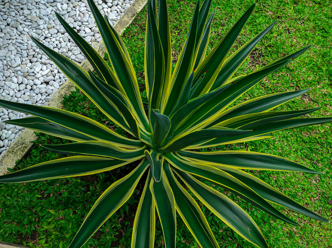 Variegated Smooth Agave