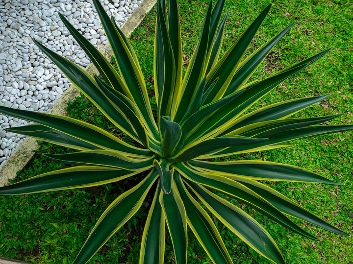 Variegated Smooth Agave