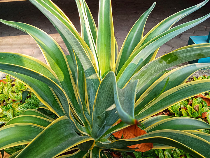 Variegated Smooth Agave
