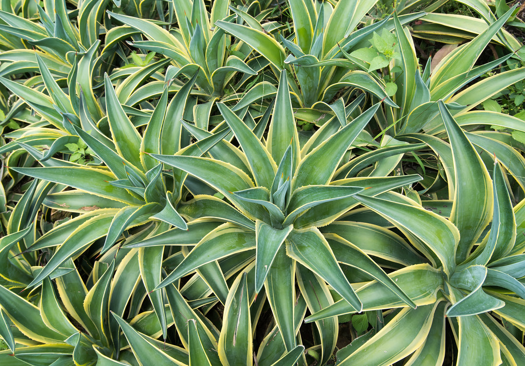 Variegated Smooth Agave