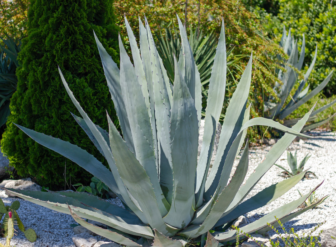 Agave americana