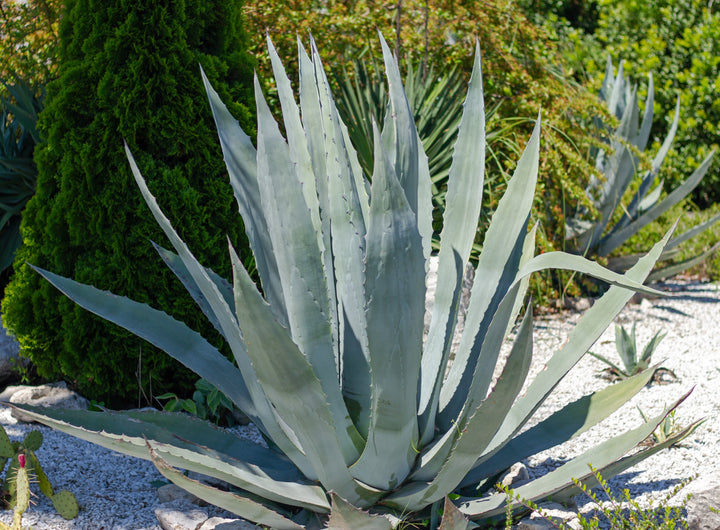 Agave americana
