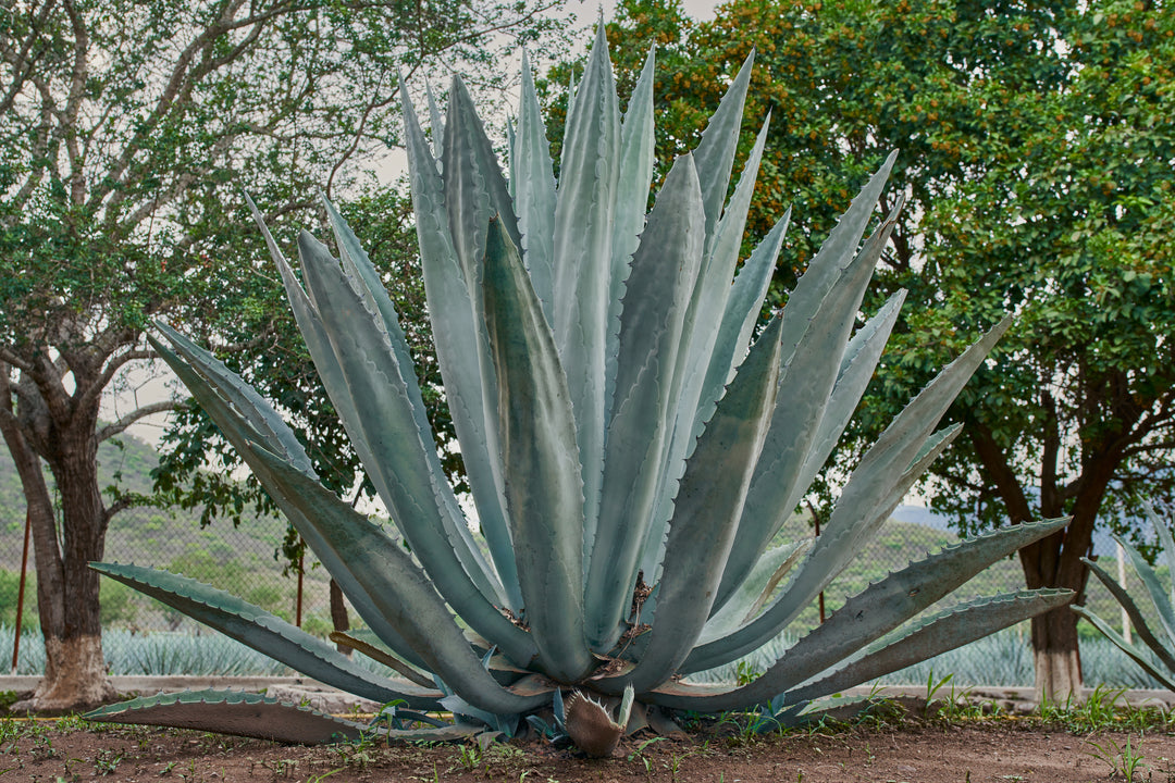 Agave americana