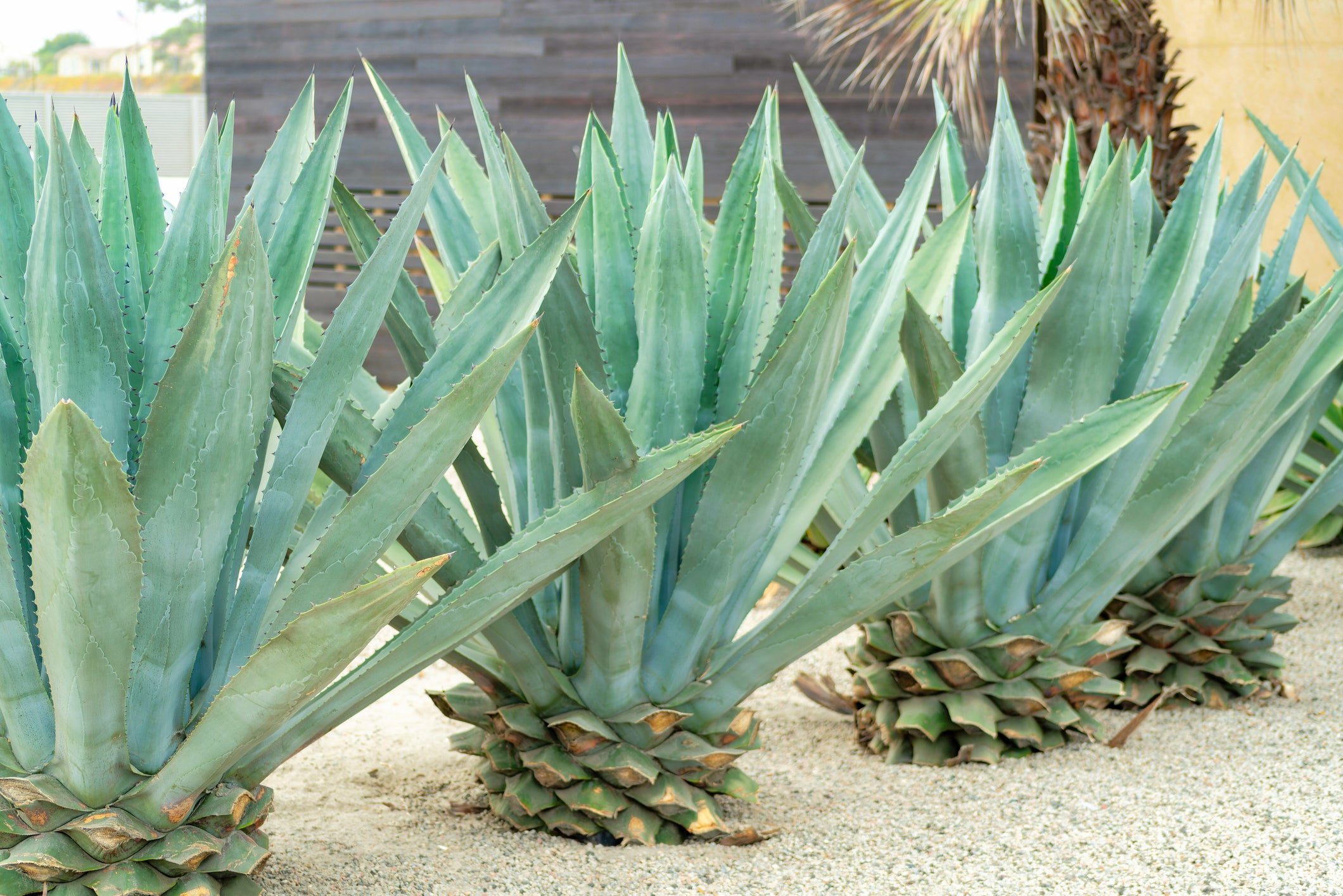 Agave Americana Century Plant - 5, 15 and 24 Gallon Box