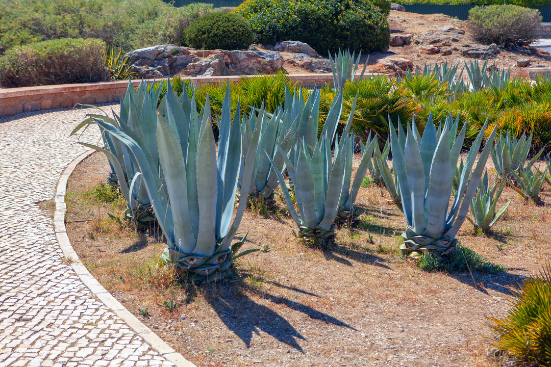 Agave americana