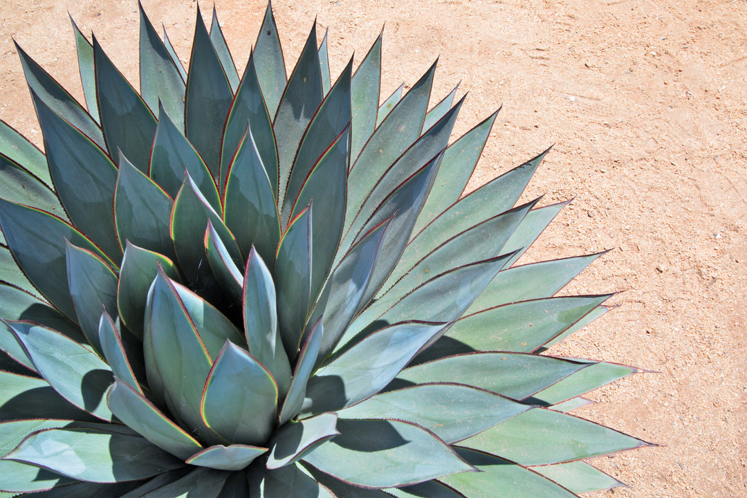 Agave Blue Glow